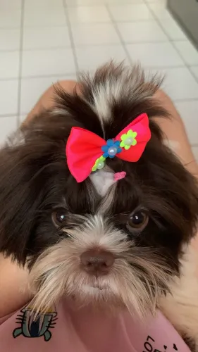 Vendo Cachorra Shih tzu