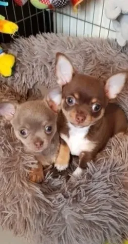 Chihuahua Macho Tricolor: Uma Alegria Compacta Para Sua Casa!