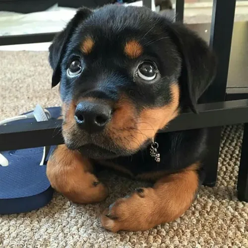 Filhote de Rottweiler com Olhos Expressivos