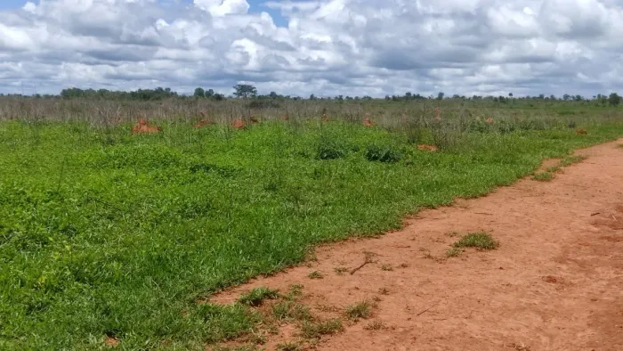 Fazenda de arrendamento 5 mil hec em Itacaiú, MT. Em pasto.