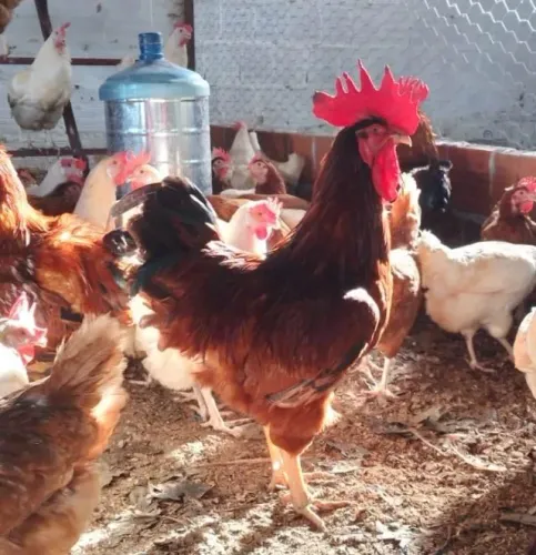 Galos das Raças Rhode Island Red e Plymouth Rock Barrado