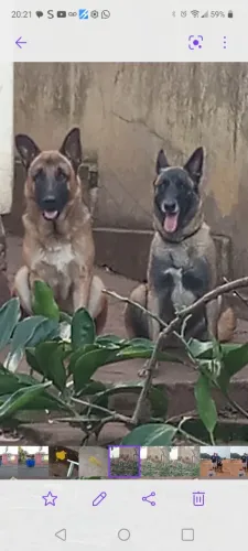 VINDO FILHOTES DE PASTOR MALINOIS E CAPA PRETA