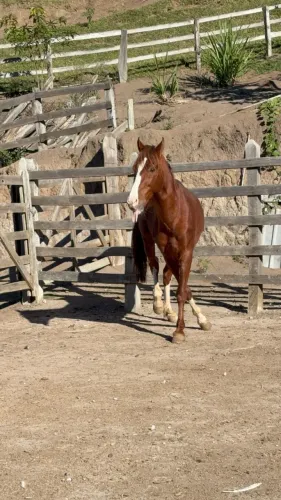Cavalo Manga Larga