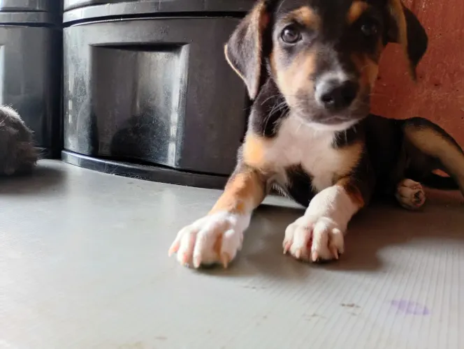 Doação Responsável