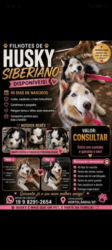 Vende-se filhote de ransck seberiano