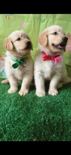 Golden Retriever machinho 