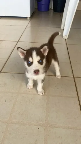 Filhote husky siberiano 