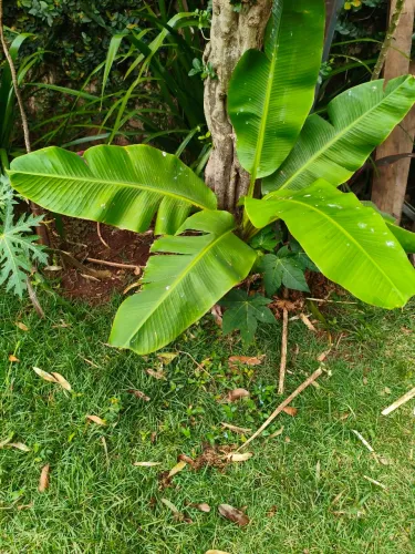 Mudas Banana ourinho