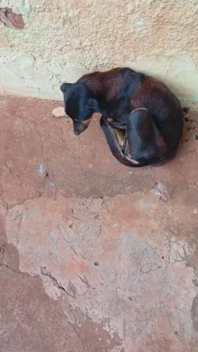 Doação de Animais