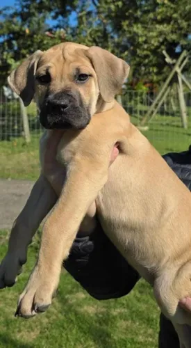 FILHOTE PRESA CANARIO