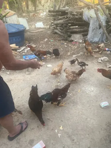 Vendo galinha e galo