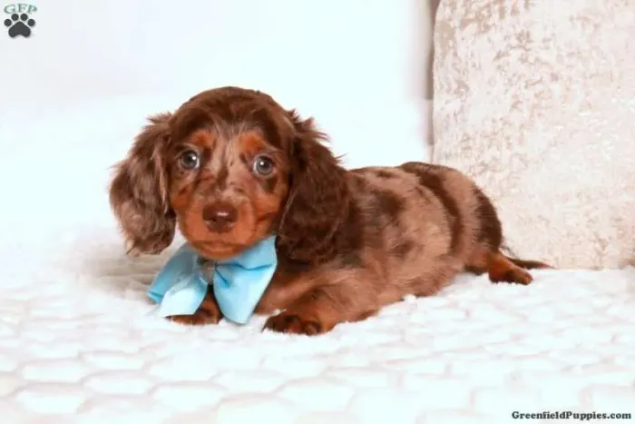 Dachshund com pedigree 