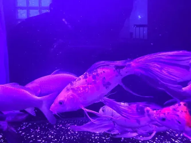 Aquario grande com móvel