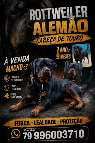 Rottweiler Alemão Original