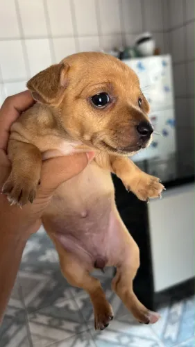 Pinscher