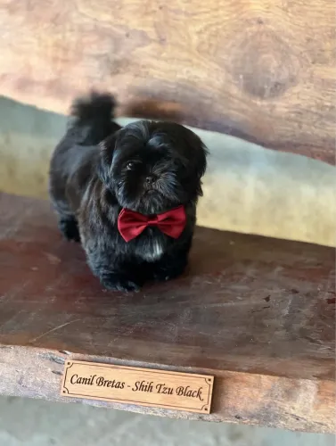 Shihtzu macho filhote Black - Com Pedigree