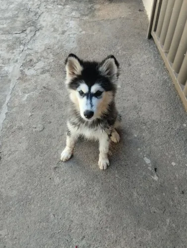Cachorra hunky siberiano