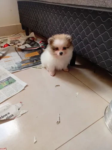 Vendo filhotes de Spitz alemão