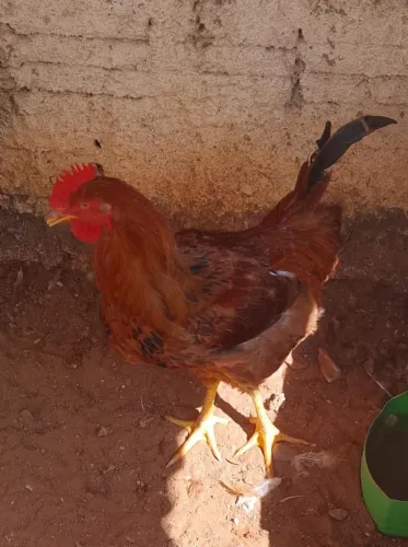 Galo para trocar em galinha