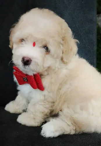 Poodle Toy Mini MACHINHO!!
