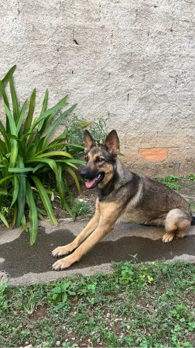 Pastor belga malinois