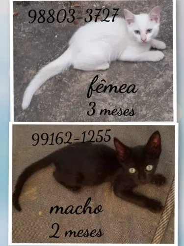 gatinhos para adoção