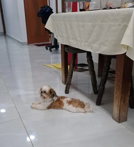 Procura se uma namorada