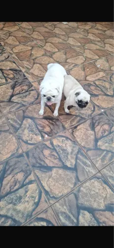 Pug filhote para reserva