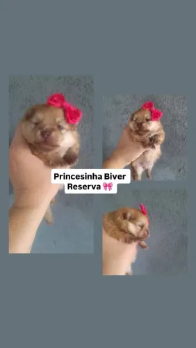 Spitz Alemão fêmea