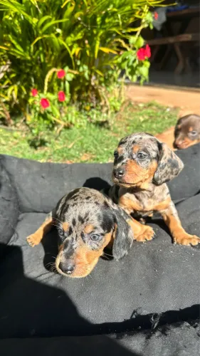 Dachshund / salsicha miniatura