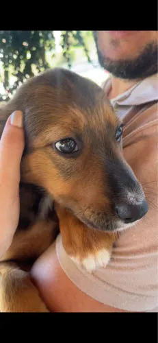 Adoçao de Cachorrinha Resgatada