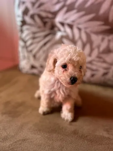 Poodle 1 casal disponível