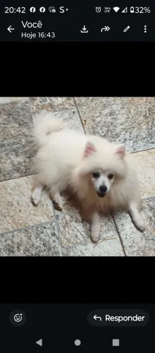 Cachorrinho