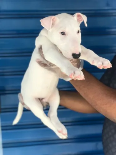 Bull Terrier Branco Fêmea com Pedigree, Garantia de Saúde e Loja Física
