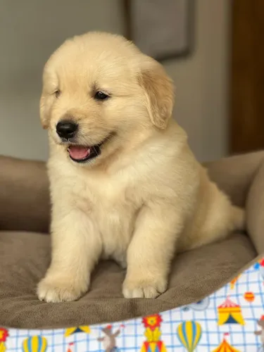 Filhotes de Golden retrivier