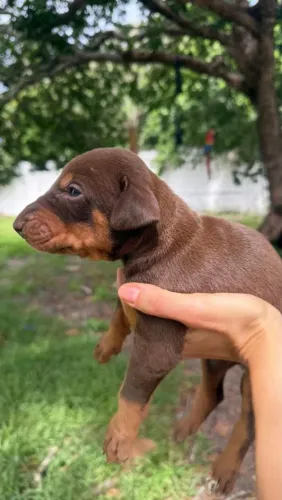 Filhotes de doberman