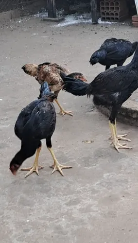 FRANGO INDIOS