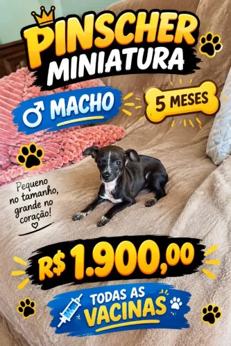 PINSCHER MINIATURA