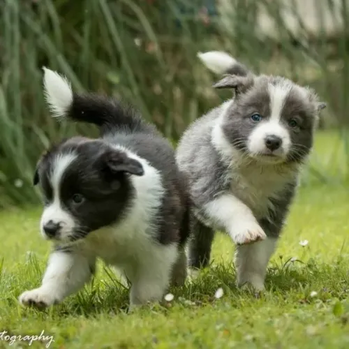 o collie disponivel