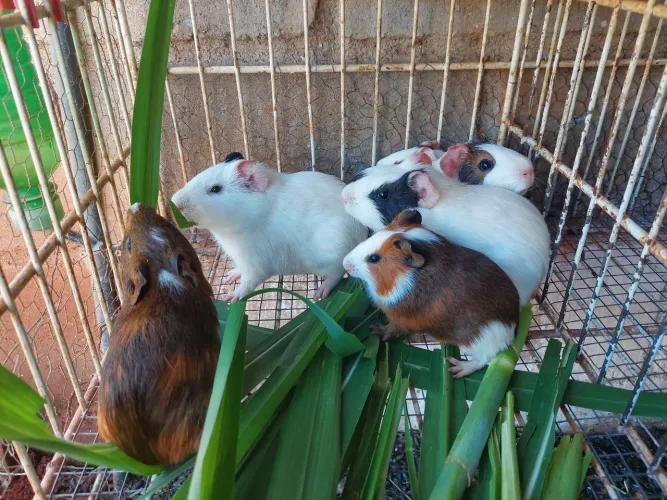 Porquinhos da índia