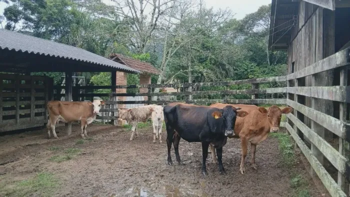 vendo lote de vaca com bezerro