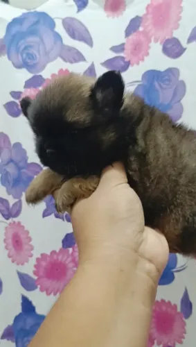 Pequeno lulu da pomeranea focinho curto rostinho de ursinho aceito cartão 