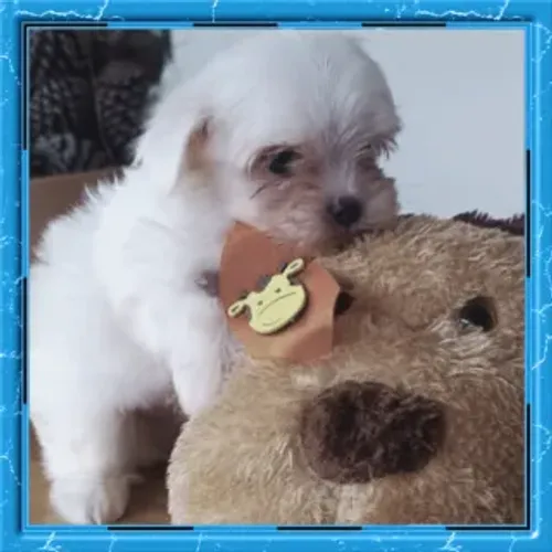 Maltês mini baby face machinho