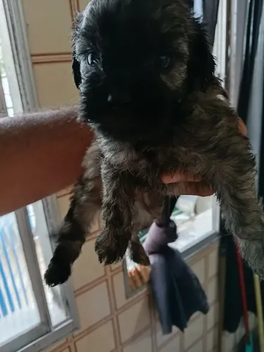Filhotes de Poodle com yorkshire