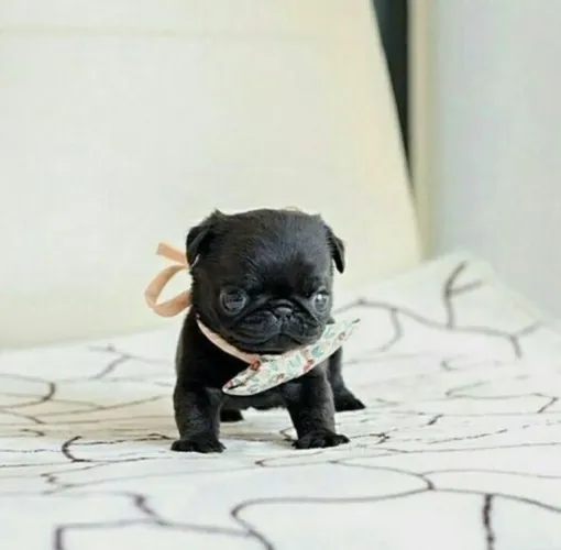 Pug - Seu Novo Cãopanheiro Está Está Ansioso Para Te Encher De Amor