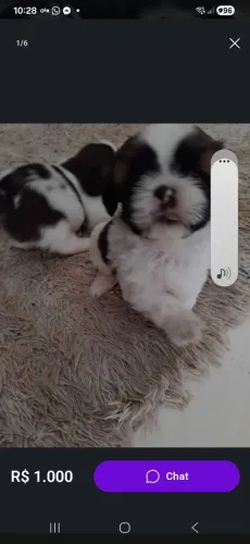 Cachorro shitzu 