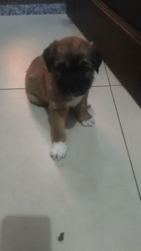 Doação de filhotes ?
