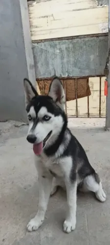 Cachorro husky