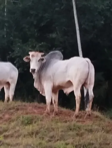 Toro Nelori