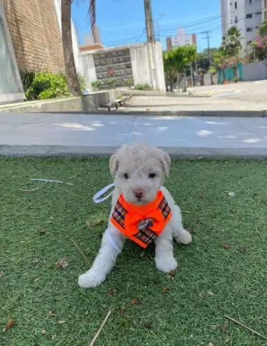 Cachorro Poodle toy pelo de ovelha fêmea passo cartão lindíssima